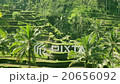 Rice Terrace Bali 20656092