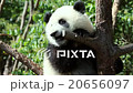 Panda Chengdu 20656097
