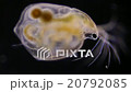 オカメミジンコ オカメミジンコ 20792085