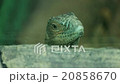 Lizard head close-up  20858670