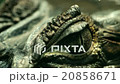 Alligator Eye Closeup 20858671