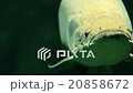 Arapaima fish under water 20858672