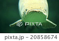 Arapaima fish under water 20858674