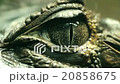 Alligator Eye Closeup 20858675