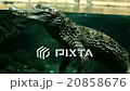 crocodile under water large reptile  20858676
