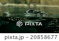 crocodile under water large reptile  20858677