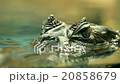 Alligator is a large crocodile in the water 20858679