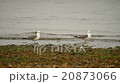 seagulls walking on the sea beach 20873066