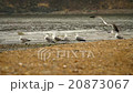 seagulls walking on the sea beach 20873067