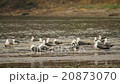seagulls walking on the sea beach 20873070
