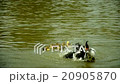 Ducklings Swimming in the lake 20905870