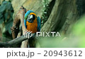 Blue and yellow macaw resting  20943612