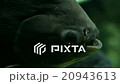 Large fish pacu underwater 20943613