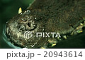Alligator is a large crocodile in the water 20943614