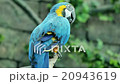 Blue and yellow macaw resting  20943619