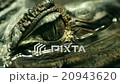 Alligator Eye Closeup 20943620