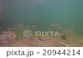 Underwater footage of freshwater fish  20944214
