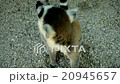 Lemur catta  20945657