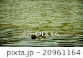 Ducklings Swimming in the lake 20961164