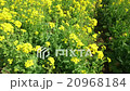 菜の花畑を歩く 20968184