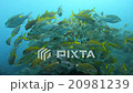 魚群れ 20981239