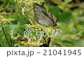 Beeswaxing beeswax 21041945