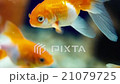 Goldfish Swimming in the Water Close-Up 21079725