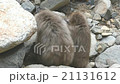 Natural Japanese snow monkeys (macaques) 21131612