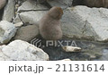 Baby japanese snow monkey (macaque) enjoy playing  21131614