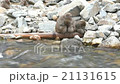Japanese snow monkeys family in snow falling time 21131615