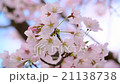 桜 21138738