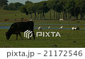 cow in the meadow behind meadow with white stork 21172546