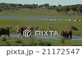 cows crossing a river  21172547