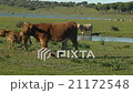 cows in the pastures of the marsh   21172548