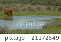 cows crossing a river in the Andalusian meadow  21172549