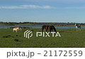eating horses in the marsh grass in the meadow  21172559