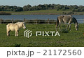 horses in the pasture  21172560