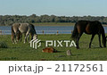 Spring grazing horses on the edge of the marsh  21172561