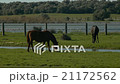 Andalusian horse on a sunny spring day      21172562