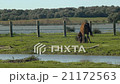 horse eating grass in the meadow  21172563