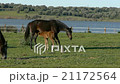 foal with its mother    21172564