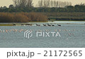 across the marsh deer   21172565