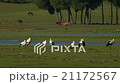 White storks in the marshes     21172567