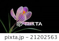 Flower Blooming Timelapse 21202563