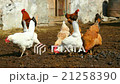 chickens and a rooster in the courtyard 21258390