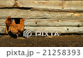 Chickens and a rooster in a wooden chicken coop 21258393