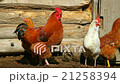 Chickens and a rooster in a wooden chicken coop 21258394