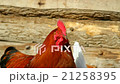 Chickens and a rooster in a wooden chicken coop 21258395