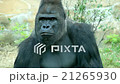 boring gorilla male, front view close up 21265930