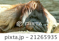 orangutan male close up, chief of monkey family 21265935
